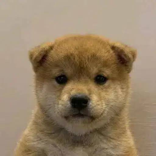 WUF — the goodest boy, a Shiba Inu puppy and mascot of the $WUF coin
